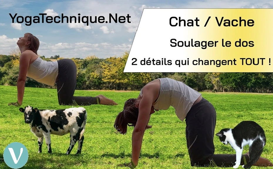 Position chat vache