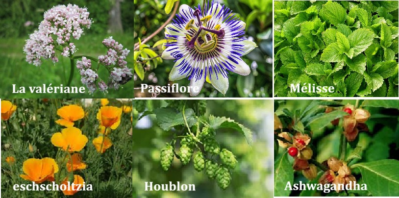  Les plantes les plus efficaces pour le sommeil après 50 ans